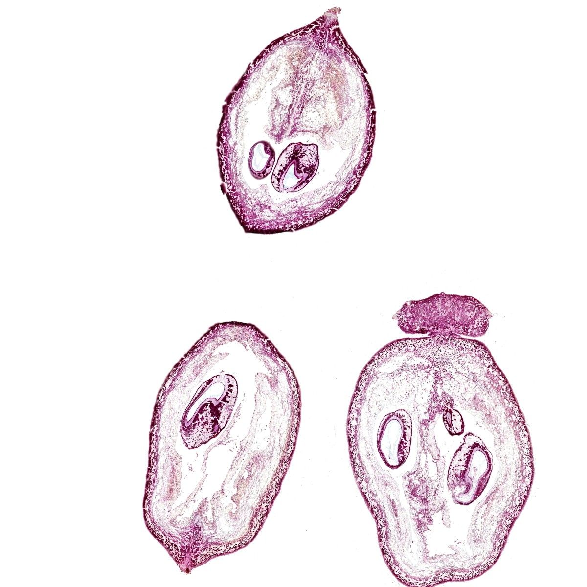 葡萄幼果番紅固綠-2