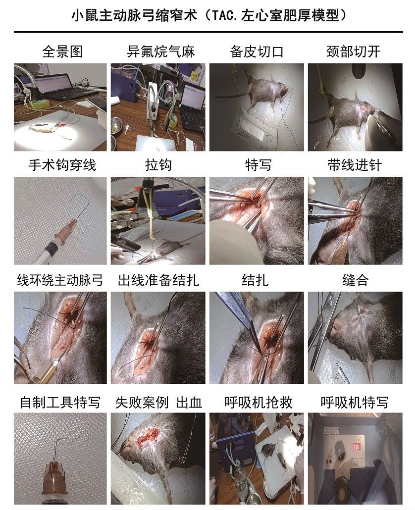 小鼠主動(dòng)脈弓縮窄術(shù)