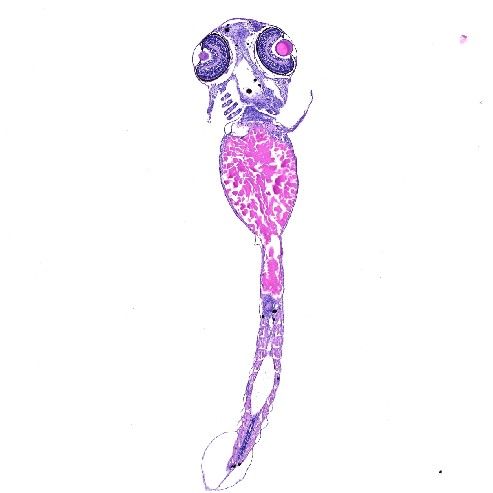 斑馬魚(yú)HE染色