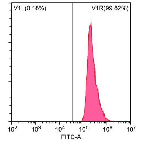 髁突軟骨細胞細胞增殖檢測