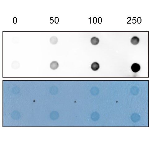 細胞Dot blot實驗