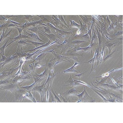 模型組細(xì)胞白光拍照