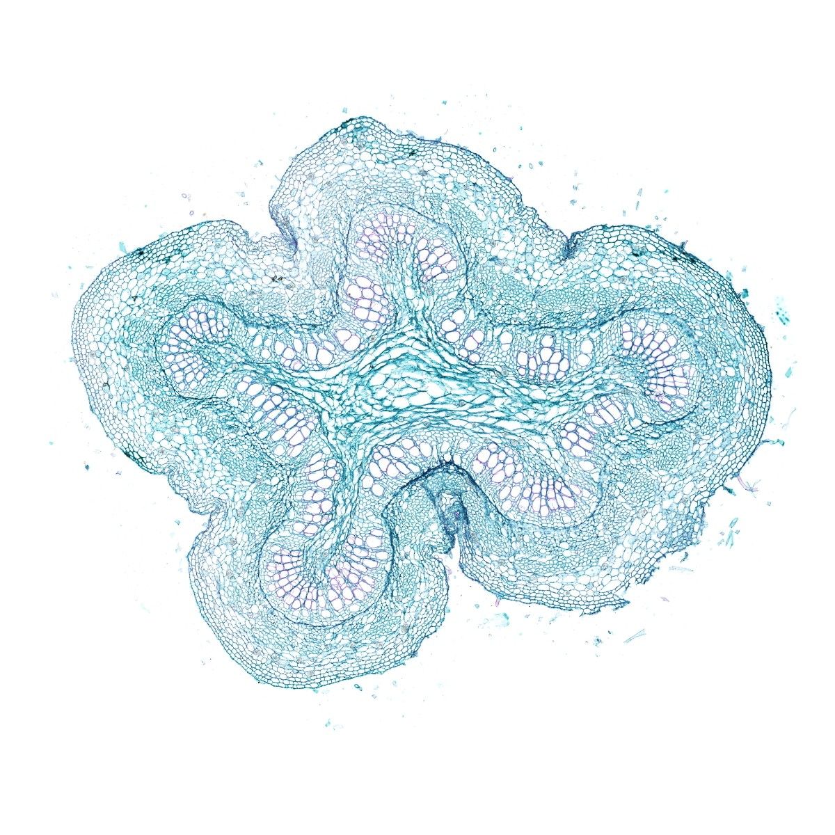 莖段番紅固綠染色