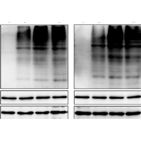 細胞CO-IP泛素化檢測