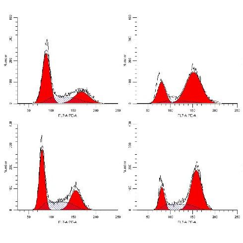 細(xì)胞流式周期檢測(cè)