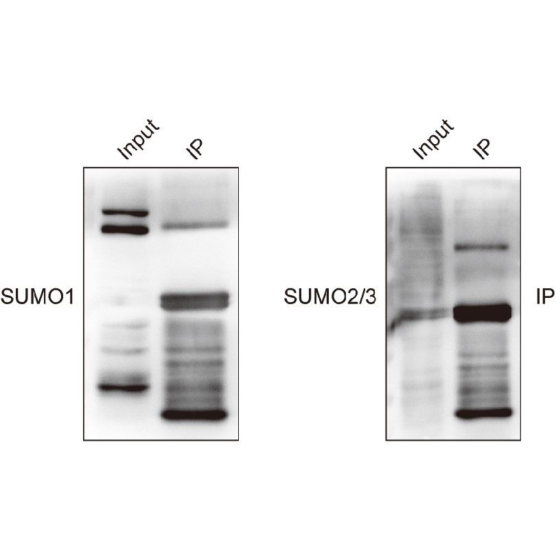 CO-IP檢測蛋白質(zhì)泛素化