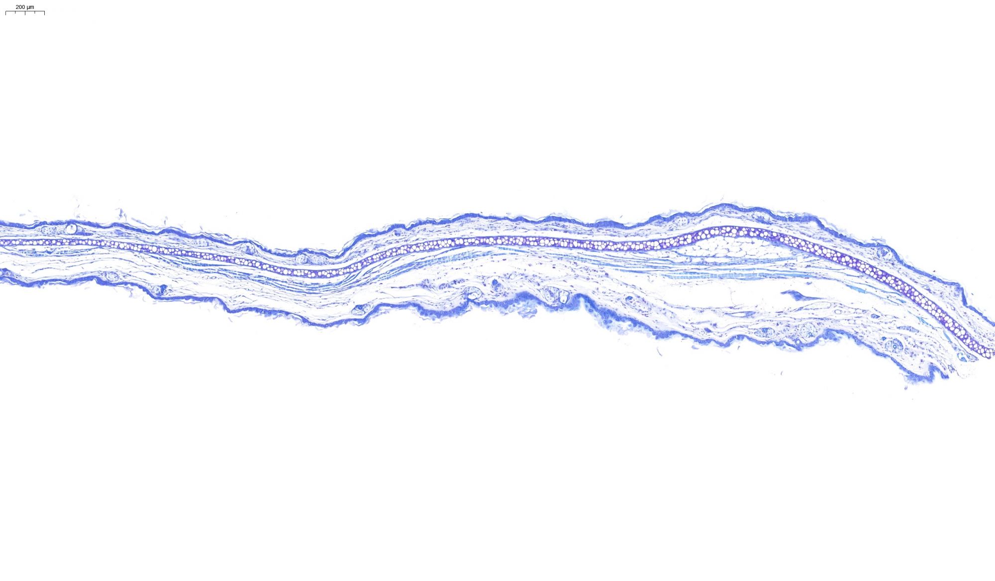 耳組織甲苯胺藍(lán)染色