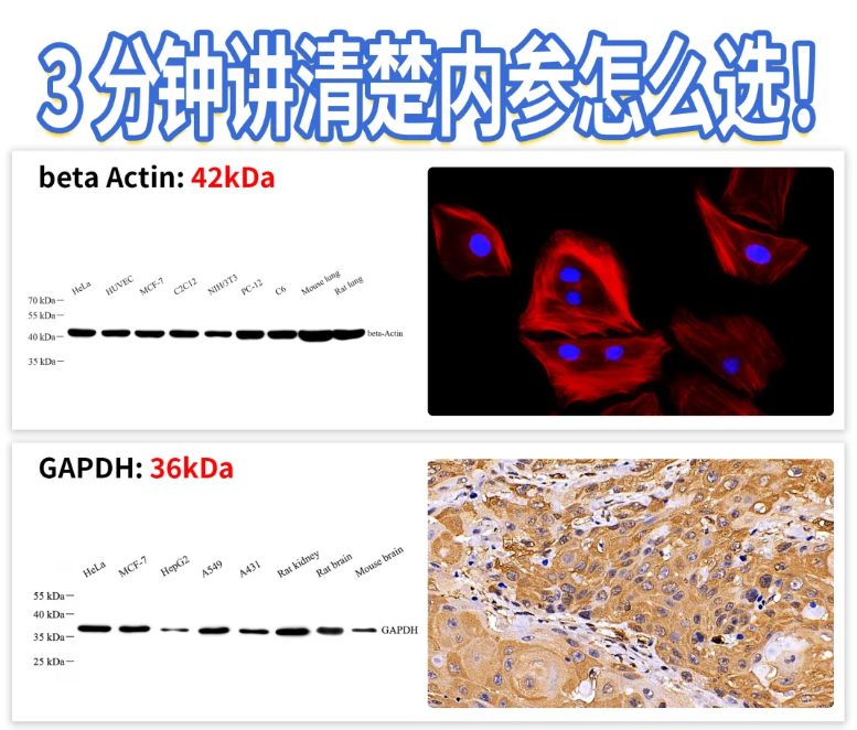 15 分鐘 WB 內(nèi)參突破！噗啦噗啦實驗室染液刷新效率天花板