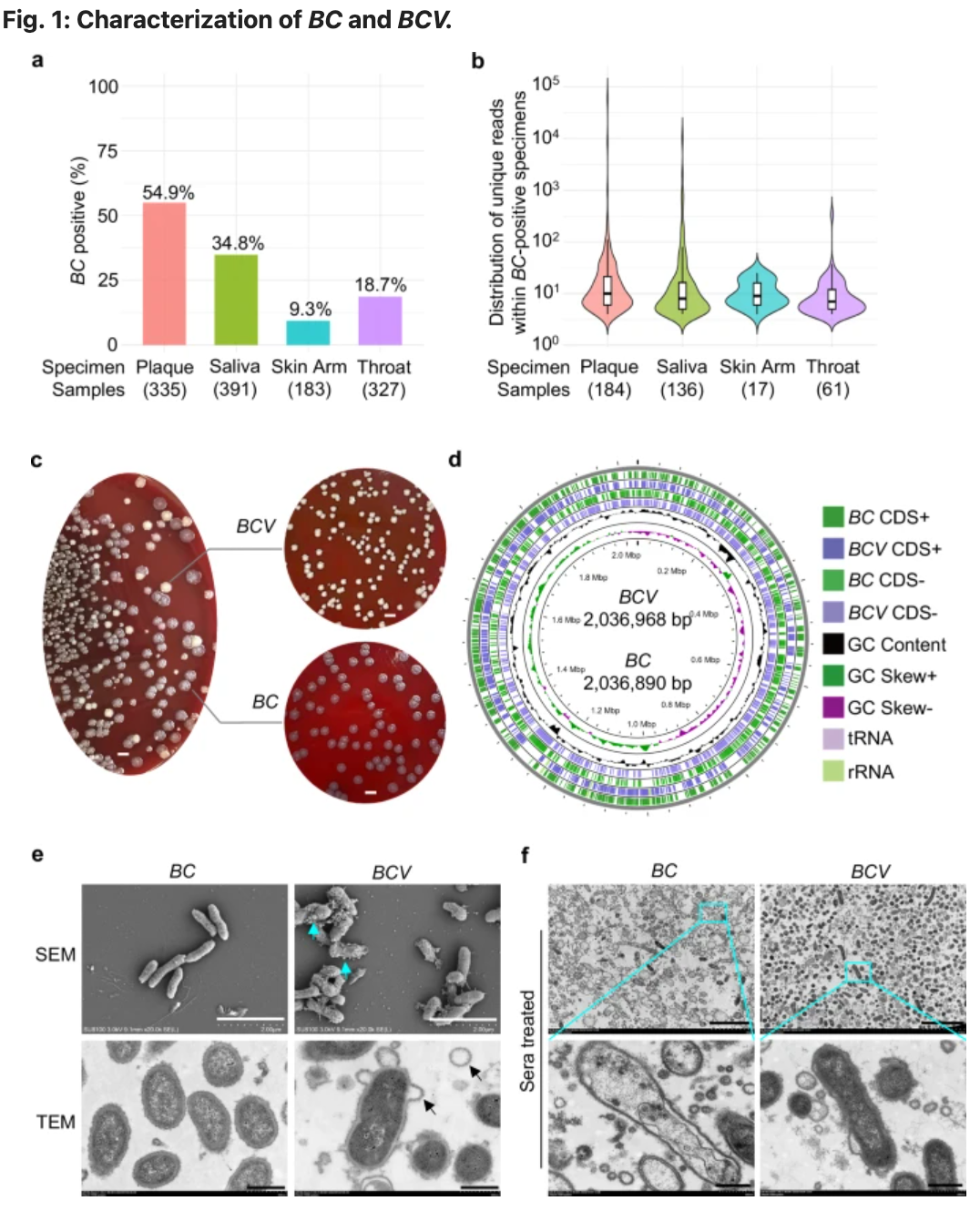 細胞：啊我又鼠了，我又有新鼠法了&mdash;&mdash;細胞浮亡 Floatptosis