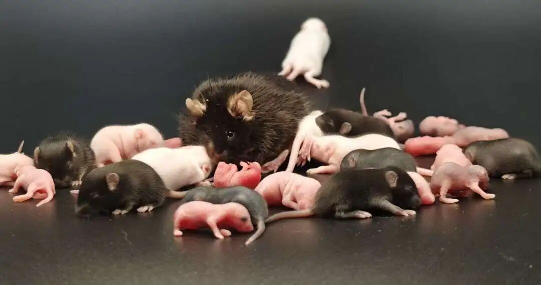 這些常見的小鼠，背景原來是這樣！