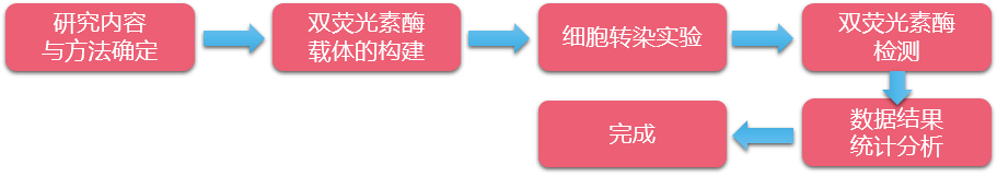 雙熒光素酶流程.png