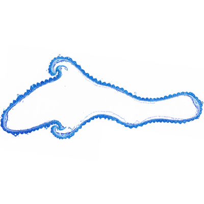 水稻稻殼甲苯胺藍(lán)染色