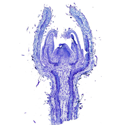 植物花芽甲苯胺藍(lán)染色